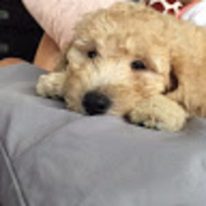 Meet your Posher, Carson